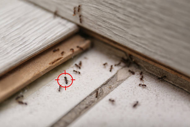Best Residential Pest Control  in Bulverde, TX