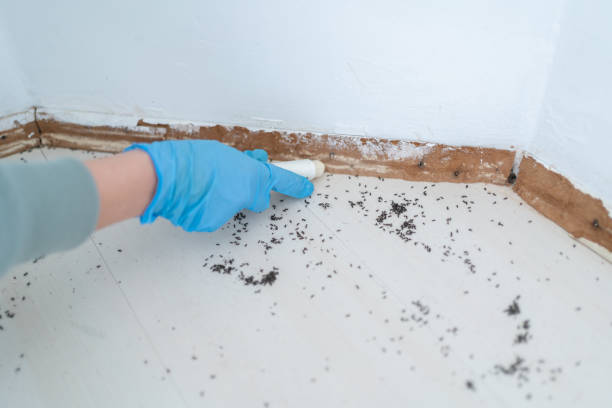 Best Pest Control for Homes  in Bulverde, TX